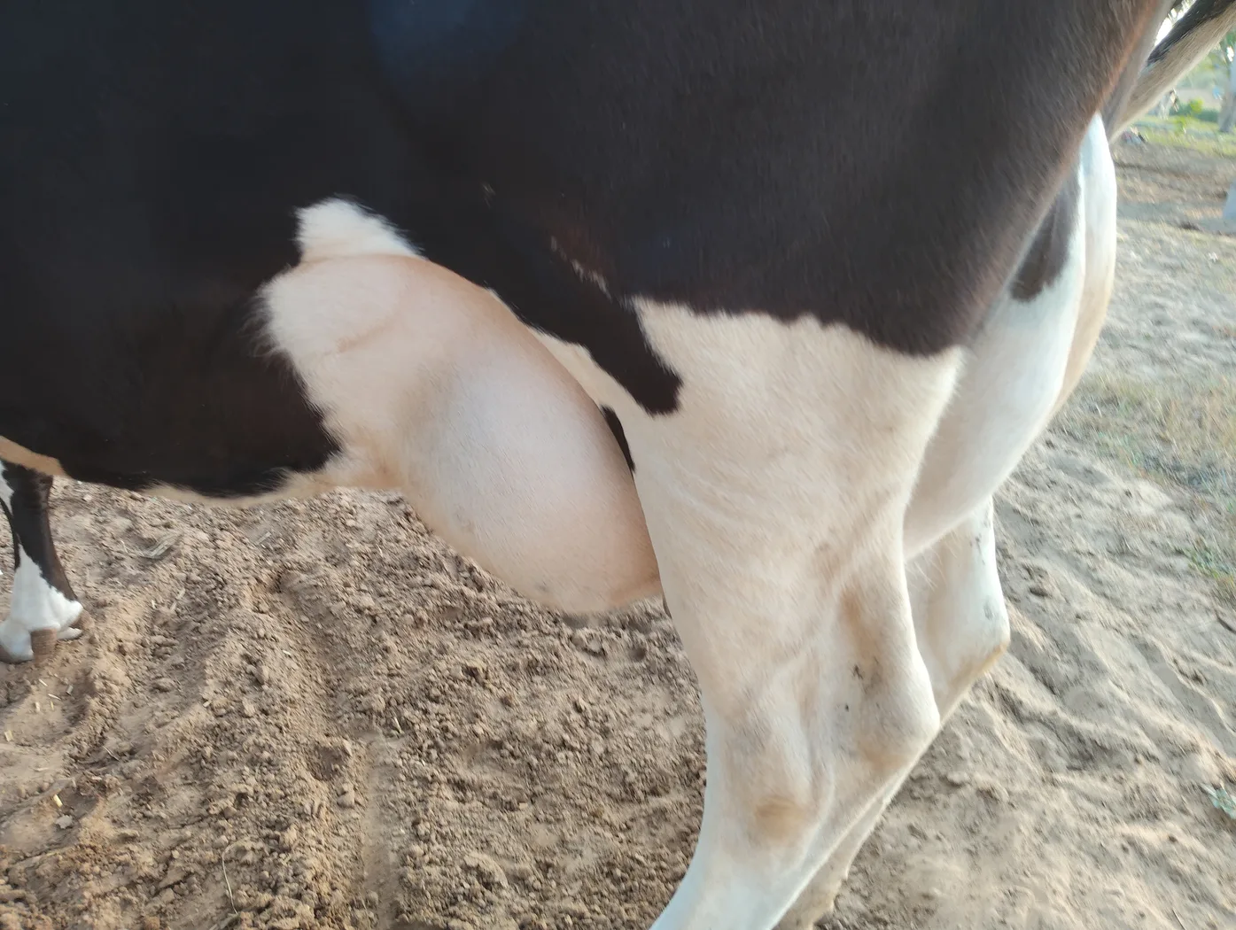 HF Cow H3395 in  RAJASTHAN