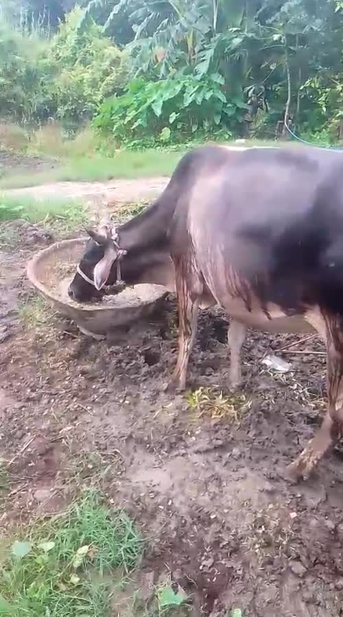 Jersey Cow J1569 in  UTTAR PRADESH