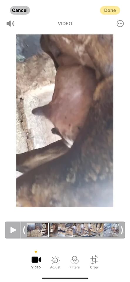 Jersey Cow in  RAJASTHAN