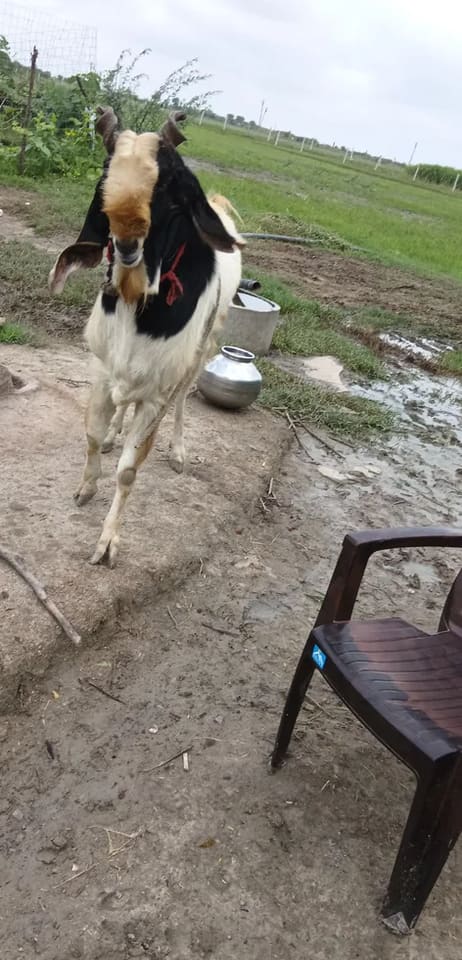 Kota Goat K0243 in  RAJASTHAN