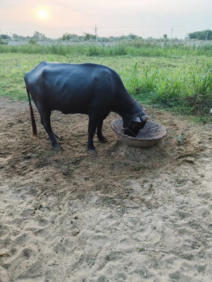 मुरहा Buffalo O0653 in  RAJASTHAN