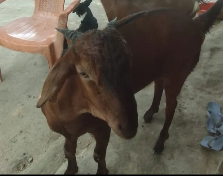 Barbari Goat B0529 in  UTTAR PRADESH