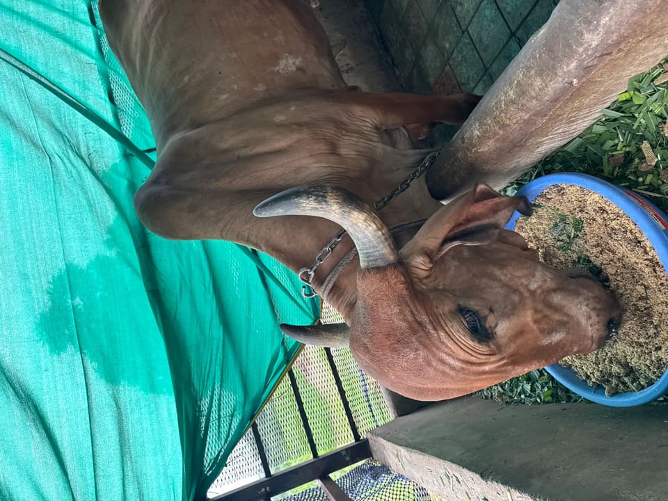 Gir Cow in  GUJARAT