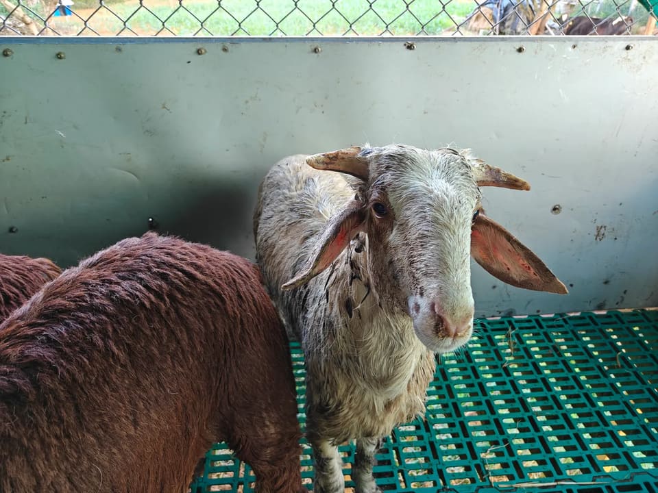 Coimbatore  Sheep in  KARNATAKA