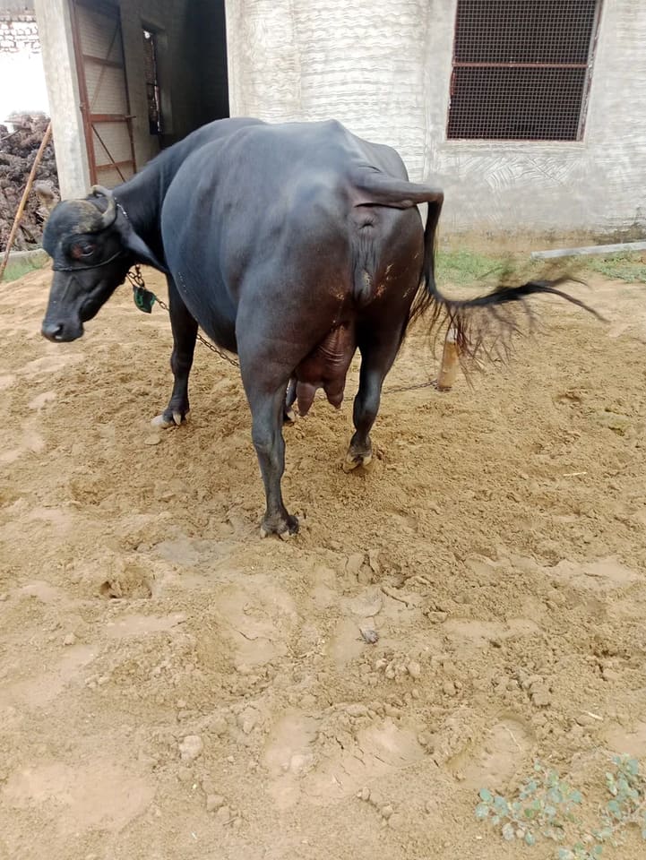 Murrah Buffalo in  RAJASTHAN