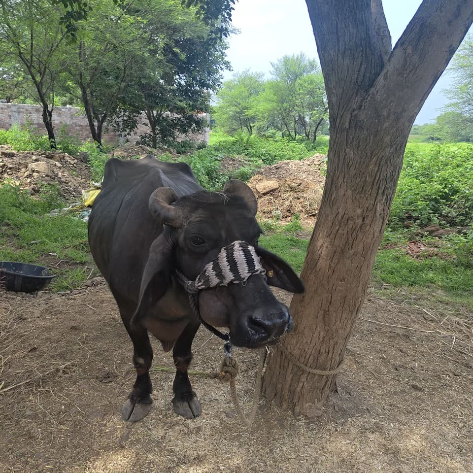 Murrah Buffalo M5021 in  MADHYA PRADESH