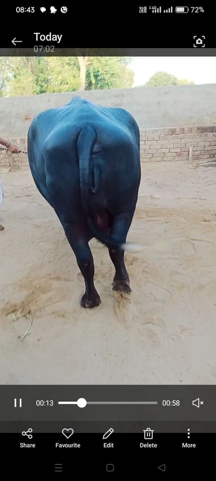 Others Buffalo in  RAJASTHAN