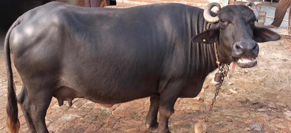 Bhadawari Buffalo O0651 in  UTTAR PRADESH