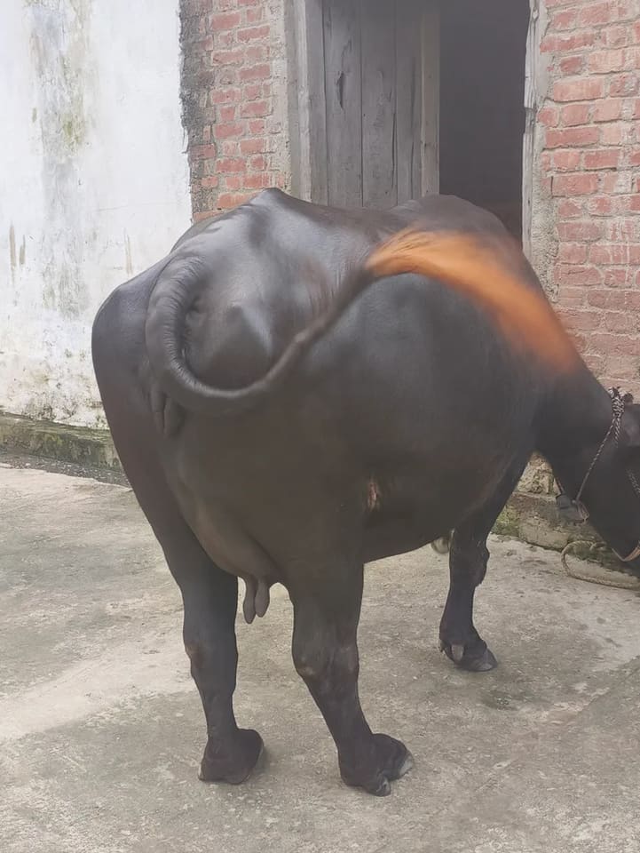 Murrah Buffalo in UTTAR PRADESH
