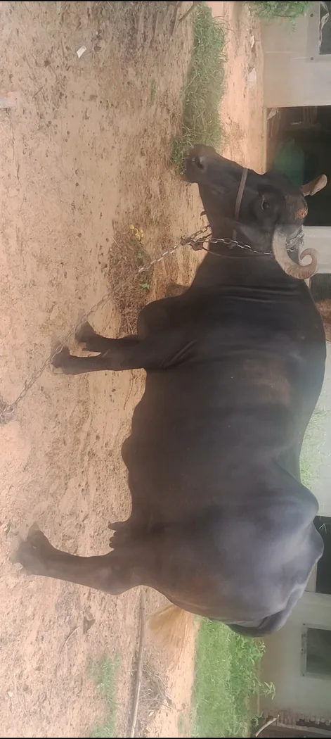 देसी Buffalo O0525 in RAJASTHAN