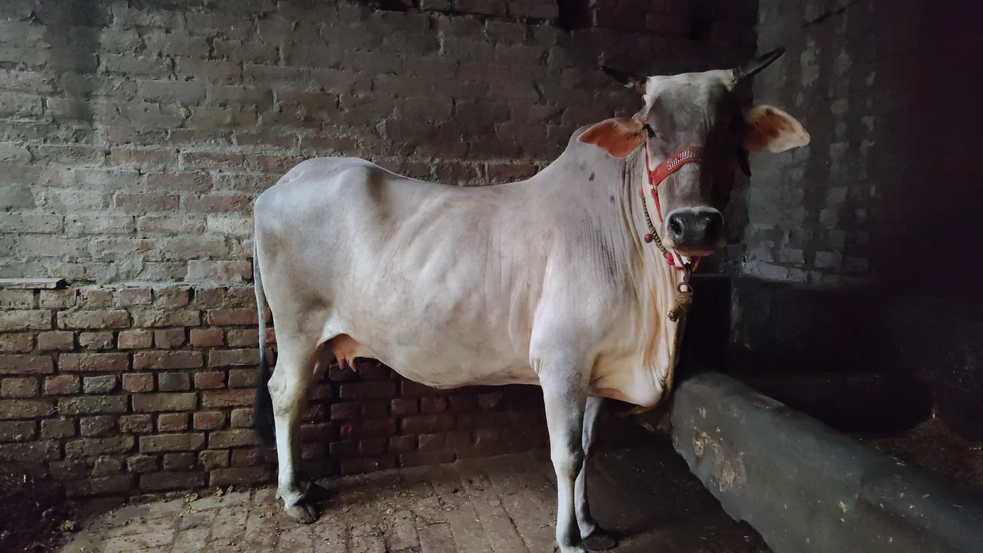 Hariyana Cow H0298 in  UTTARAKHAND