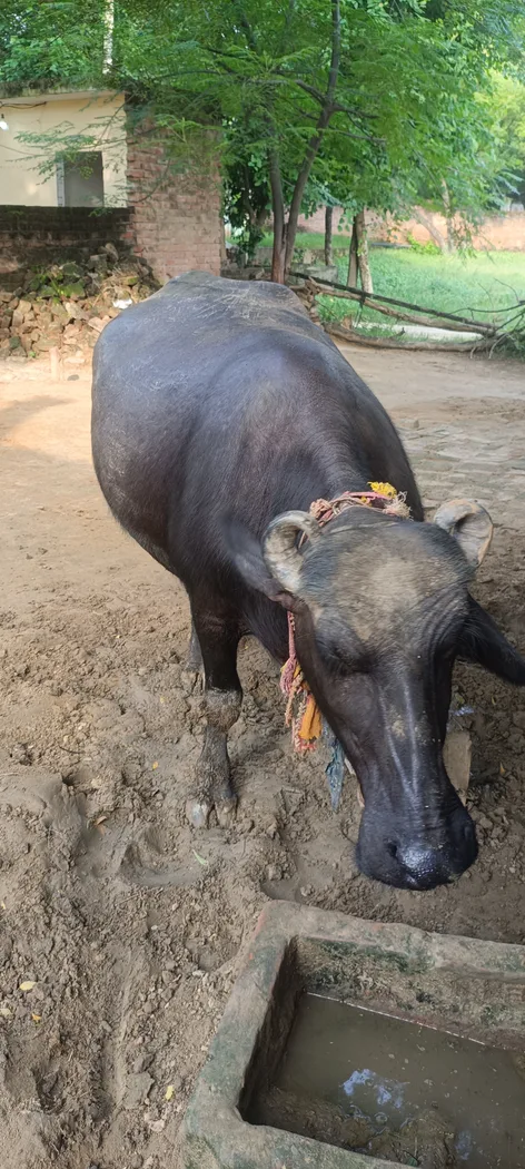Murrah Buffalo in  UTTAR PRADESH