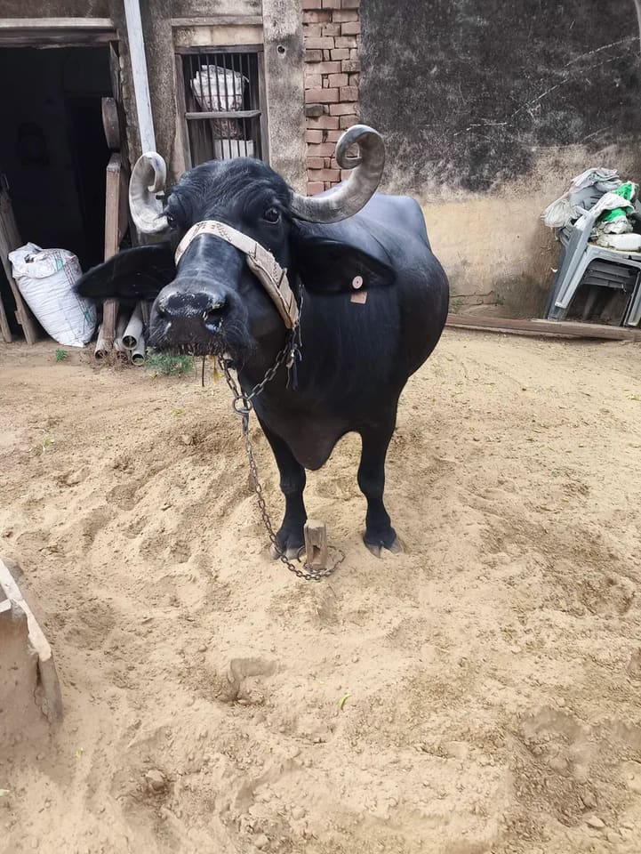 Others Buffalo in  RAJASTHAN