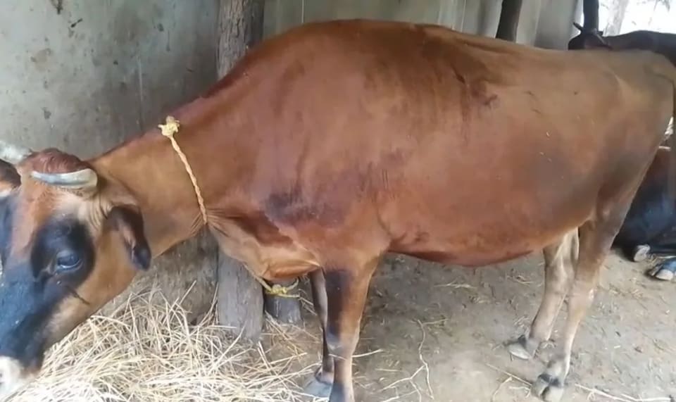 Jersey Cow in  ODISHA