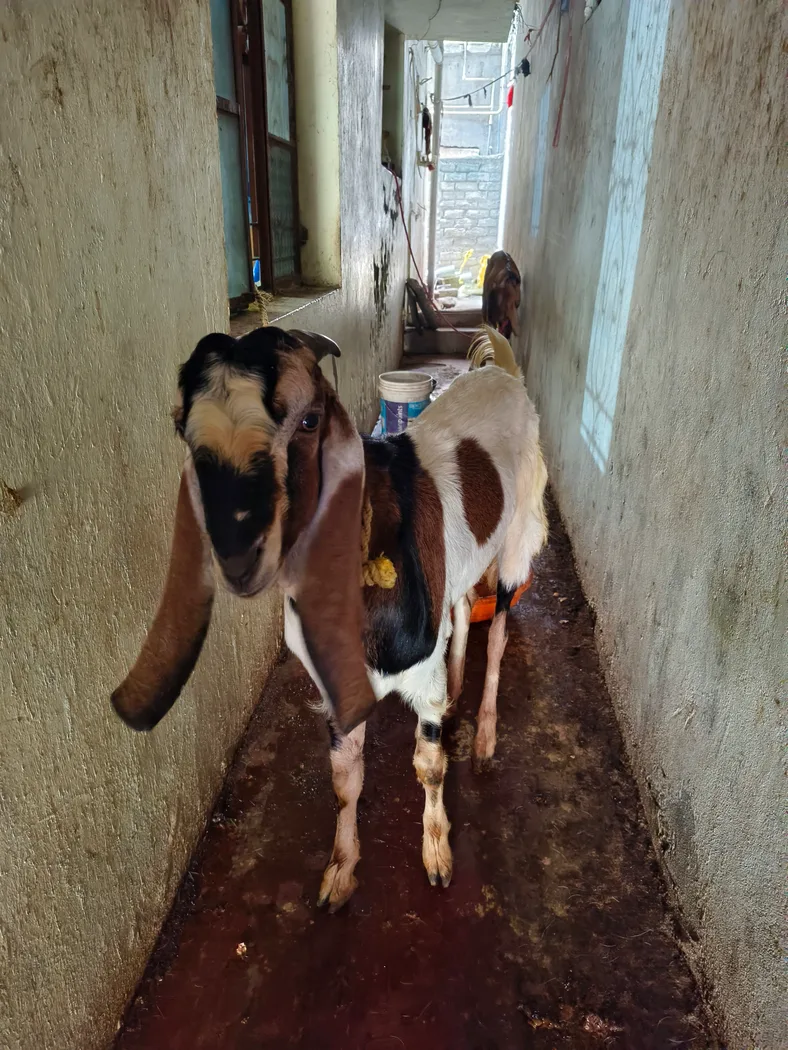 Jamunapari Goat in  MAHARASHTRA
