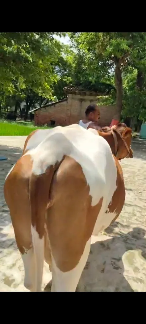 HF Cow in  UTTAR PRADESH