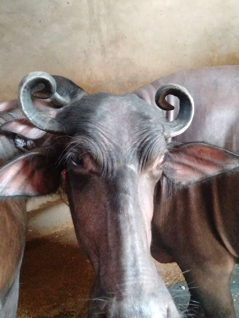 Murrah Buffalo in  UTTAR PRADESH