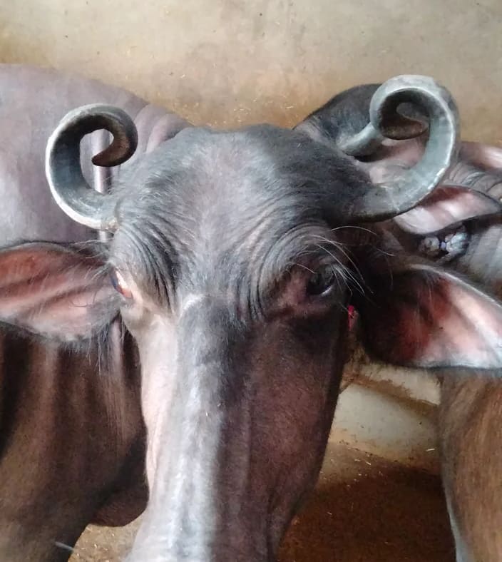 Murrah Buffalo in  UTTAR PRADESH