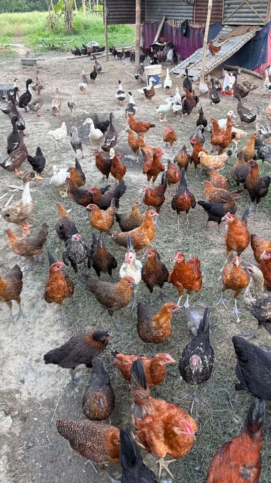 Others Others in  HIMACHAL PRADESH