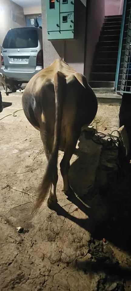 Jersey Cow in  KARNATAKA