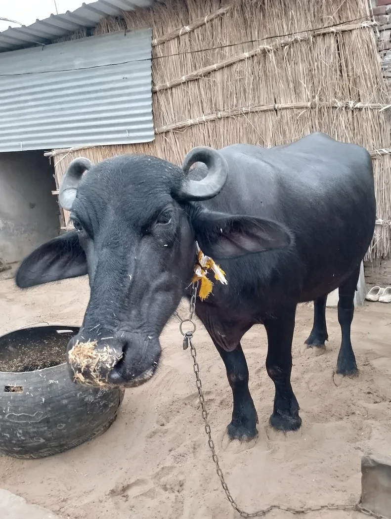 Murrah Buffalo in  RAJASTHAN