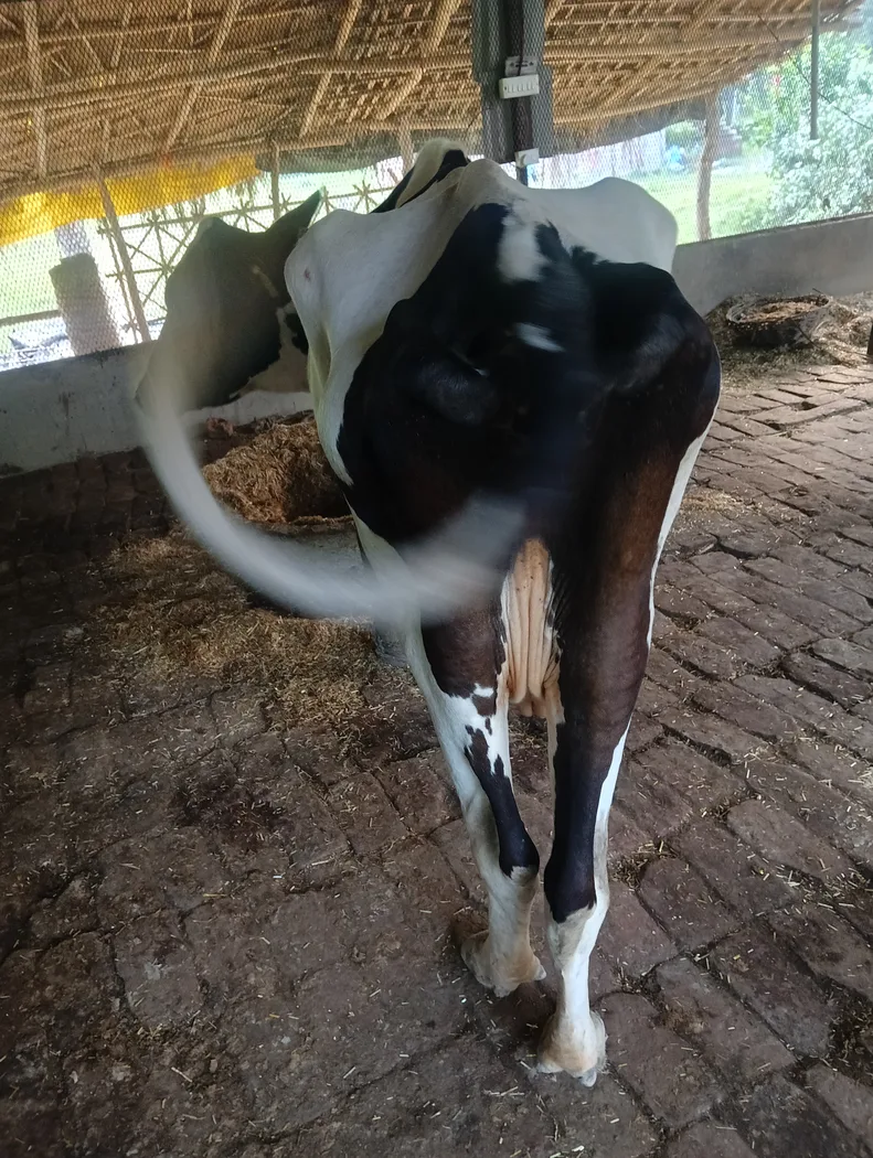 HF Cow in  UTTAR PRADESH