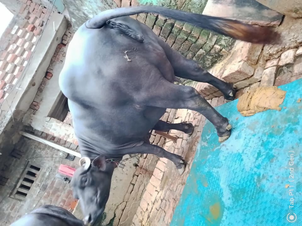 Murrah Buffalo in  UTTAR PRADESH