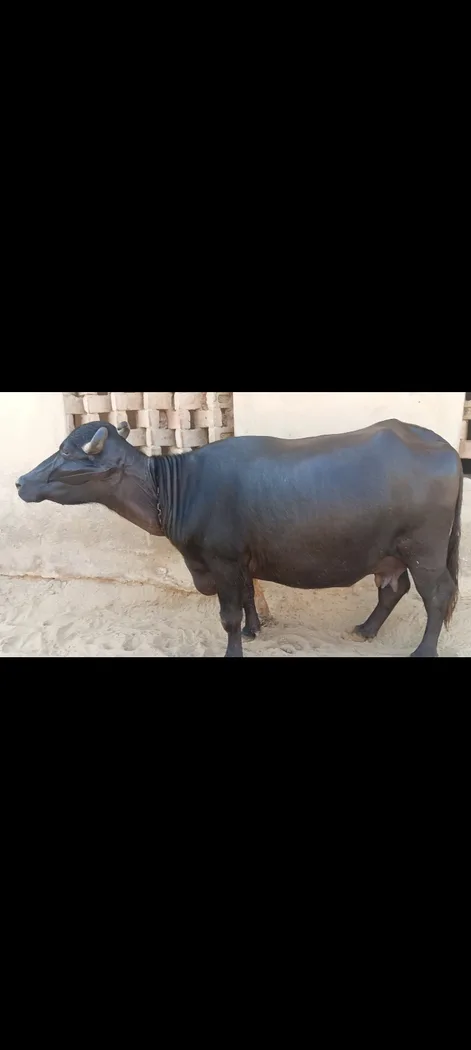 Murrah Heifer Buffalo M5017 in  RAJASTHAN