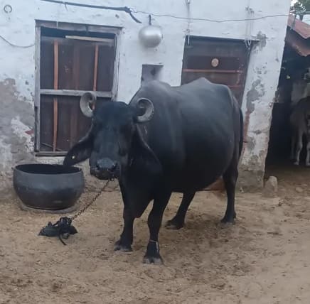 Murrah Buffalo in  RAJASTHAN