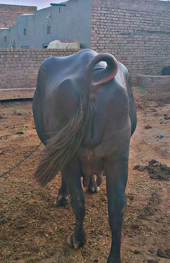 Murrah Buffalo in  RAJASTHAN