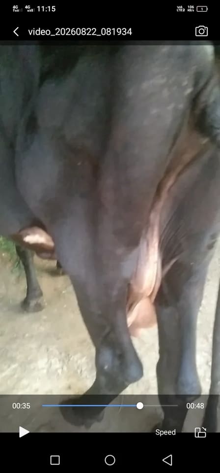 Gir Cow G2146 in  UTTAR PRADESH