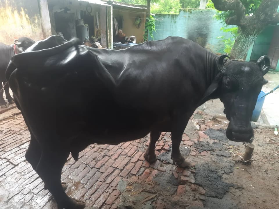Murrah Buffalo in  UTTAR PRADESH