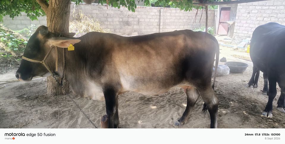 Cross breed Cow O0513 in  RAJASTHAN