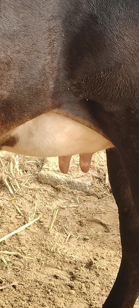 Others Cow in  RAJASTHAN
