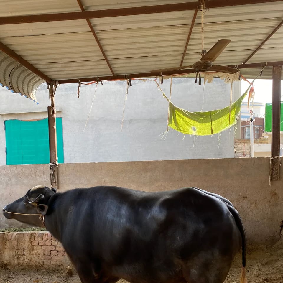 Nili Buffalo O0767 in  PUNJAB