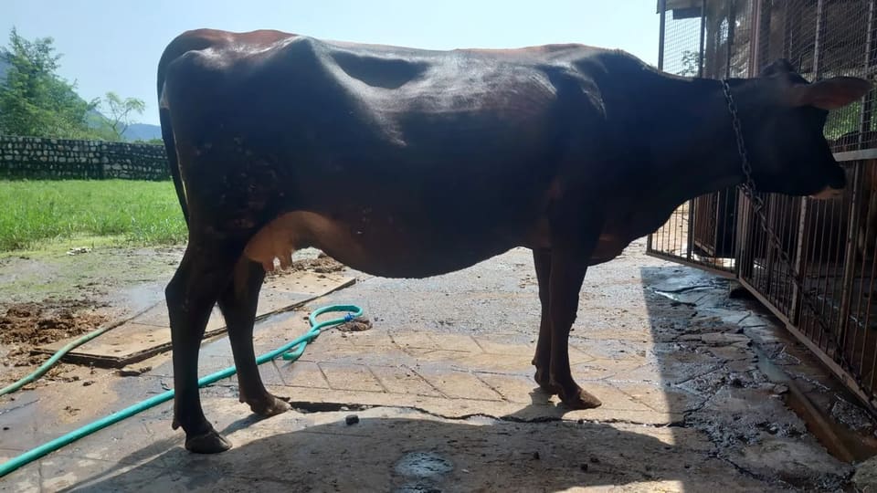 Jersey Cow in  UTTARAKHAND