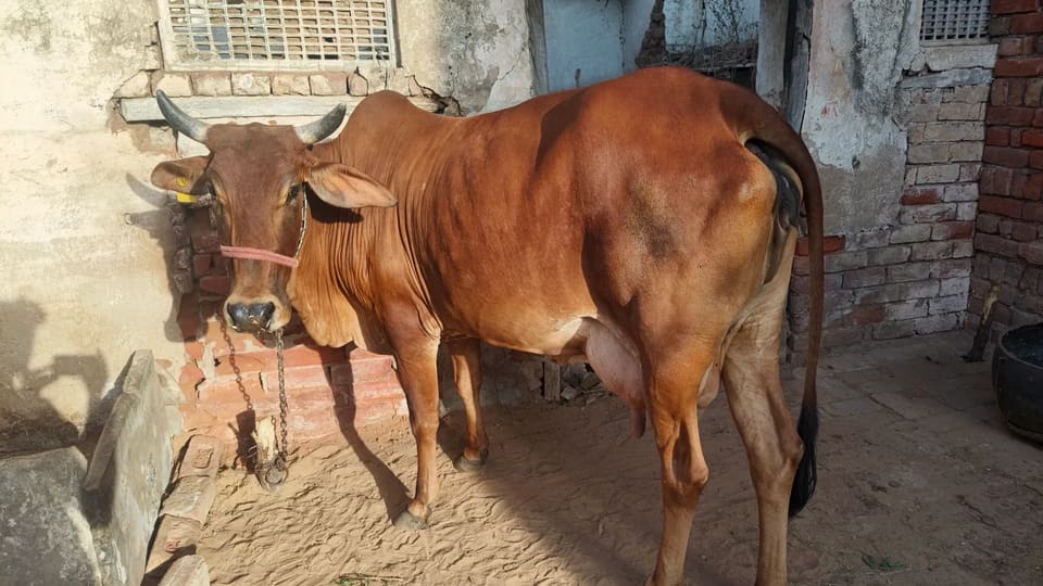 Sahiwal Cow S1977 in  HARYANA