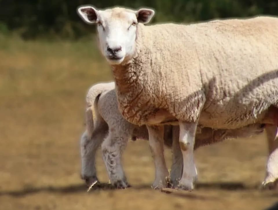 Corriedale texel merino darset Sheep O0084 in JAMMU AND KASHMIR