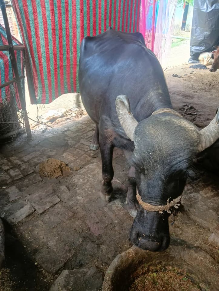 Murrah Buffalo in  UTTAR PRADESH