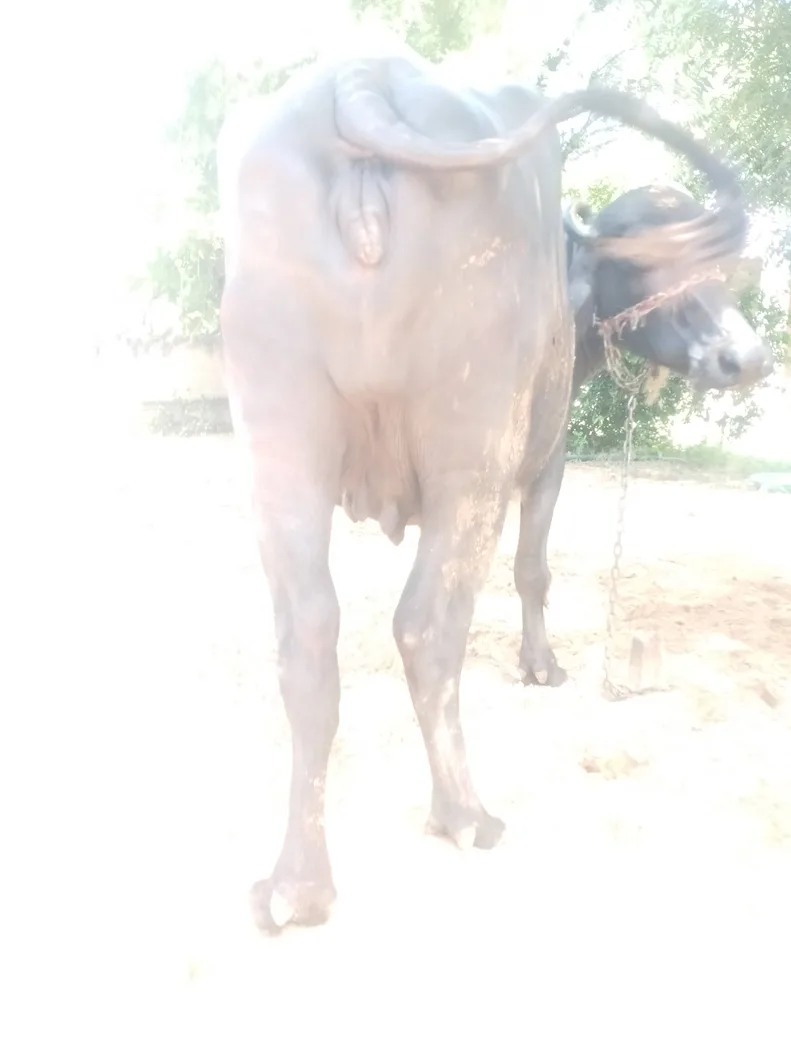 Murrah Buffalo in  RAJASTHAN