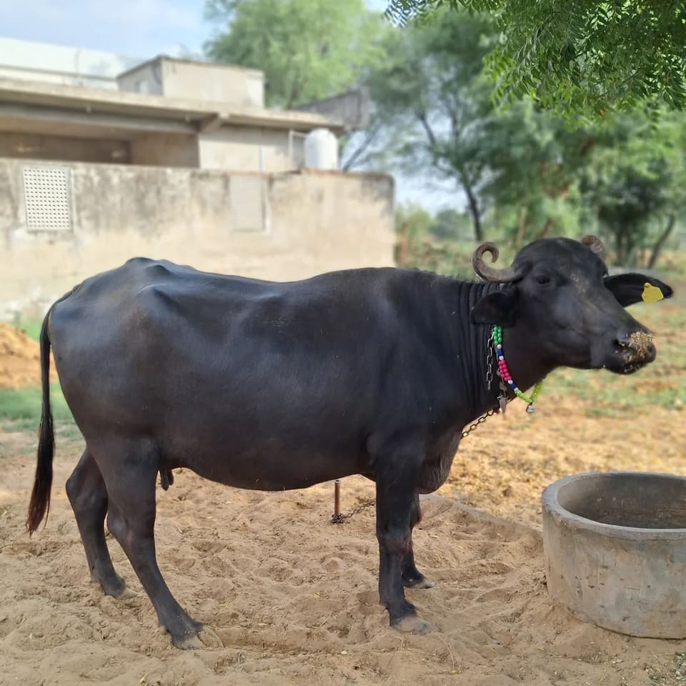 Murrah Buffalo in  RAJASTHAN