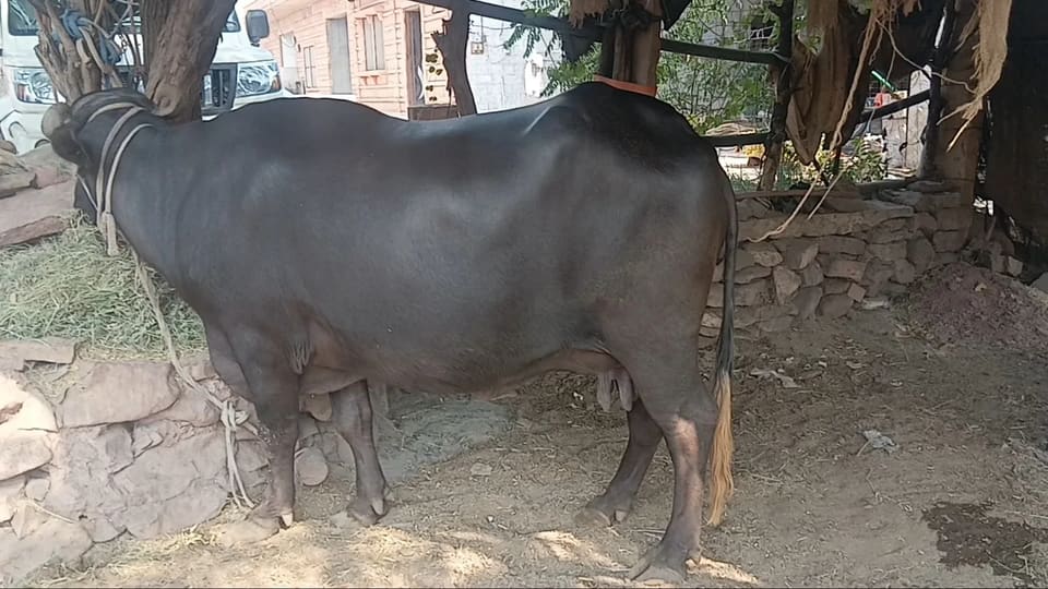 Murrah Buffalo M5393 in  RAJASTHAN
