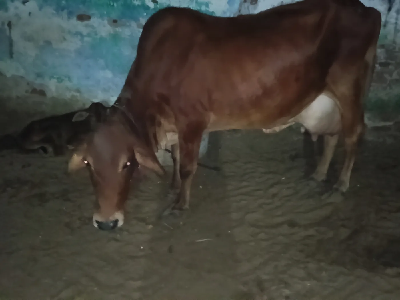 Sahiwal Cow S1974 in  RAJASTHAN