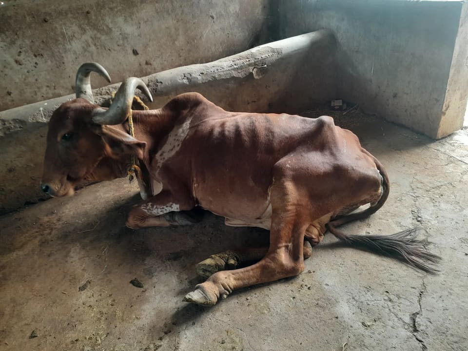 Vilwadri Cow V0140 in  GUJARAT
