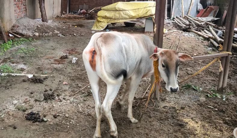 Others Cow in  JHARKHAND