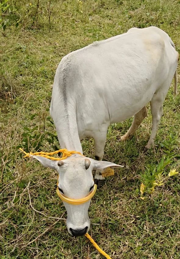 Punganur  Cow in  ANDHRA PRADESH