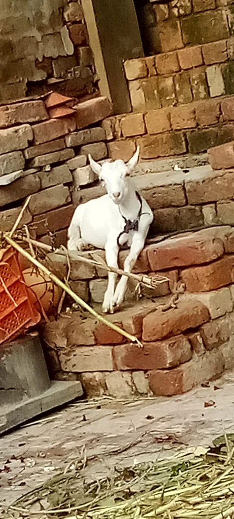 Barbari Goat B0498 in  PUNJAB