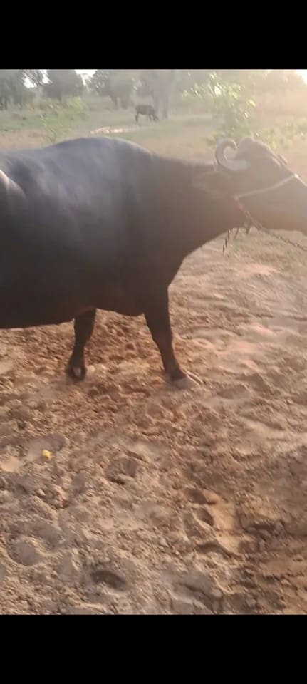 Others Buffalo in  RAJASTHAN
