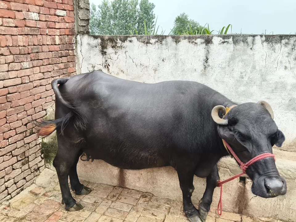 Others Buffalo in  UTTAR PRADESH