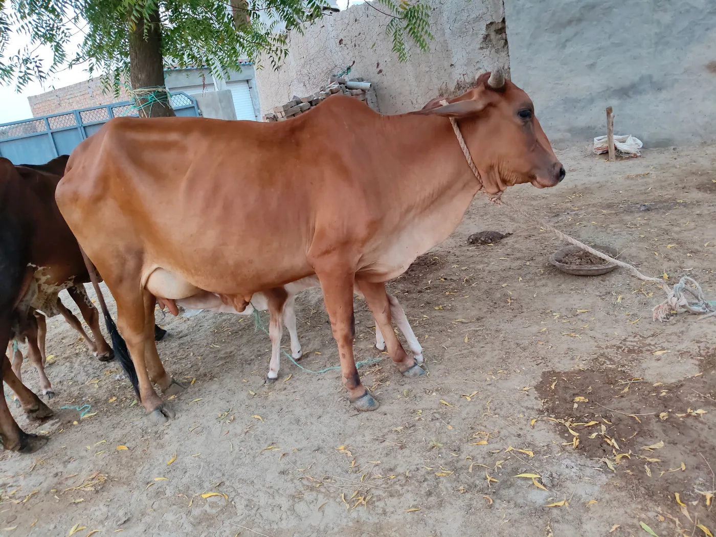 Rathi Cow R0516 in  RAJASTHAN